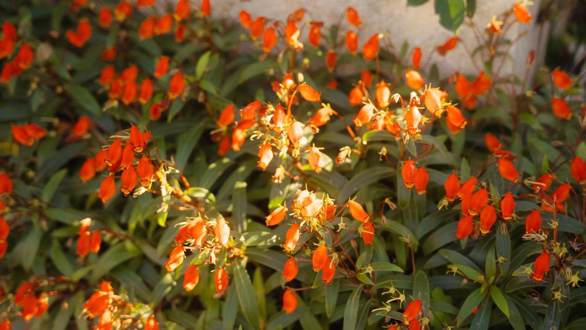 Amami-Green-Garden Ngoại thất bức ảnh