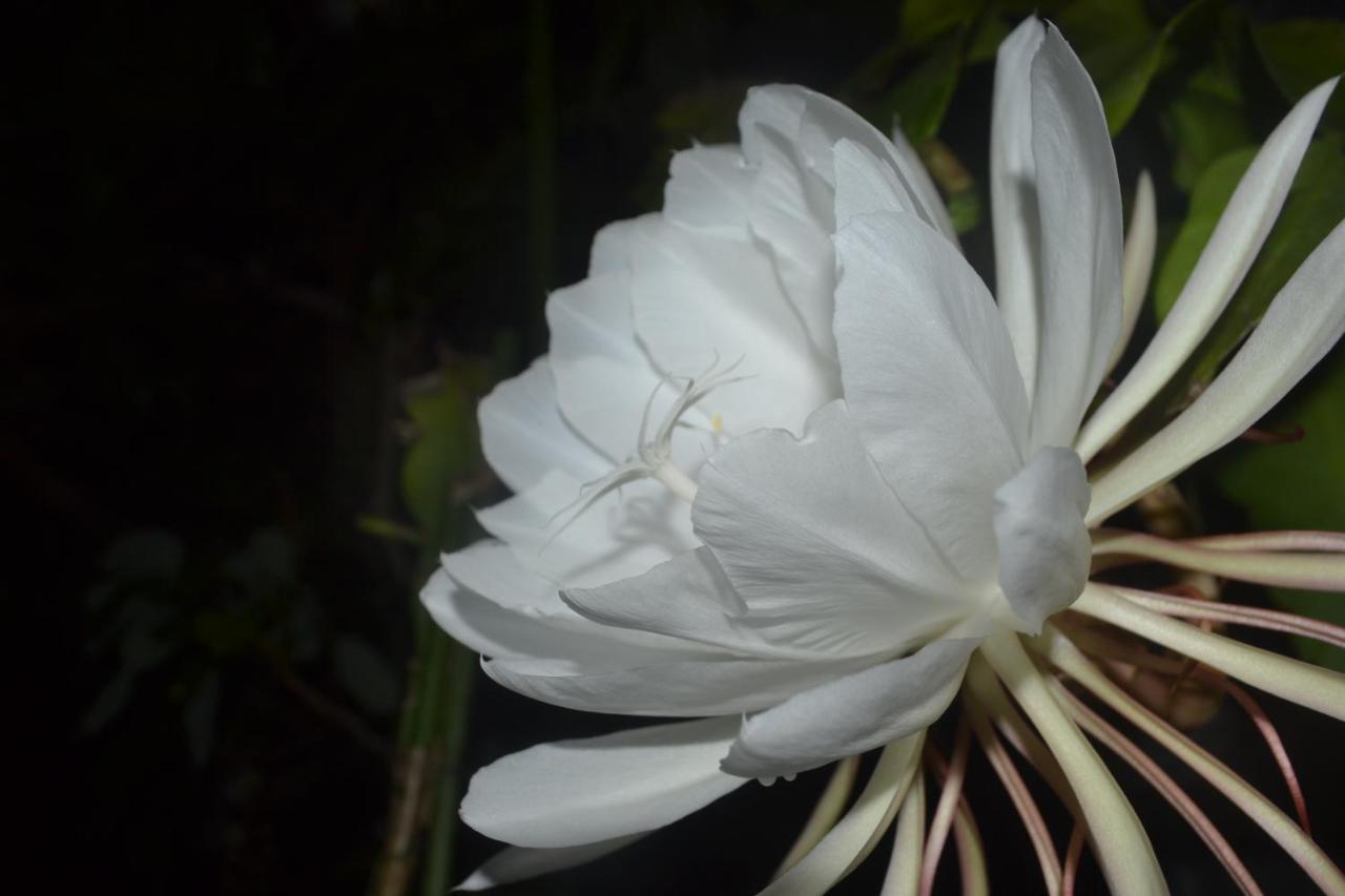 Amami-Green-Garden Ngoại thất bức ảnh