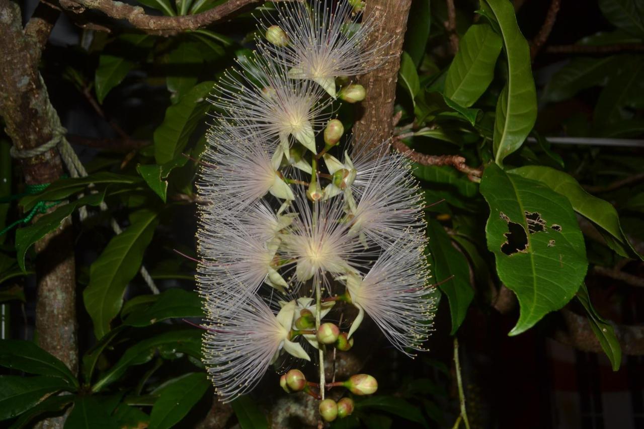 Amami-Green-Garden Ngoại thất bức ảnh