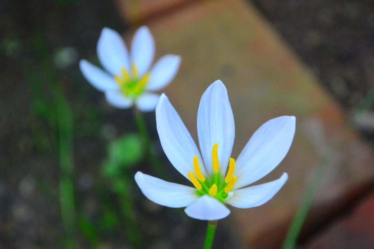 Amami-Green-Garden Ngoại thất bức ảnh