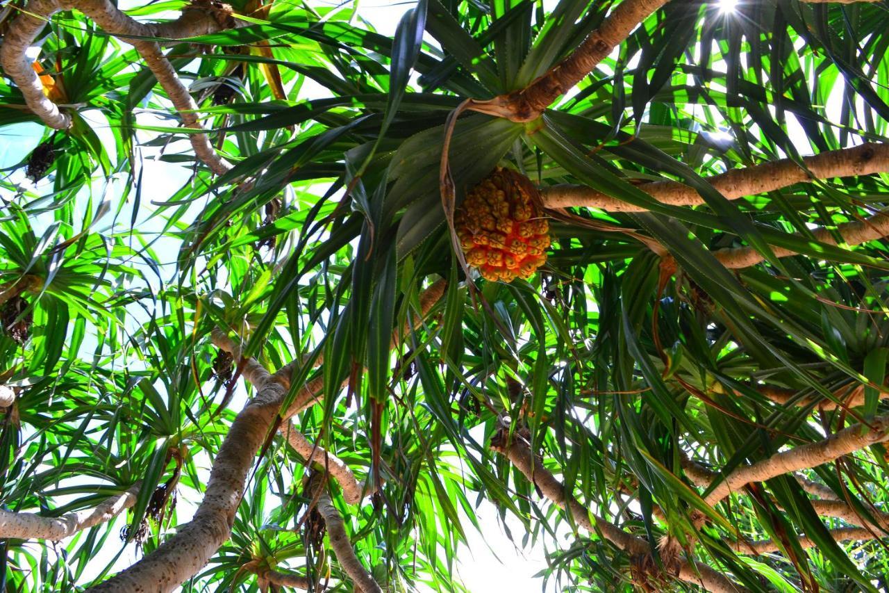 Amami-Green-Garden Ngoại thất bức ảnh